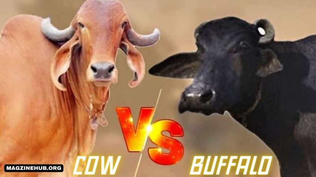 Buffalo Milk vs. Cow's Milk: A Nutritional Comparison